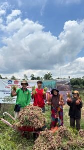 Peningkatan Produktivitas Bawang Merah di Dataran Rendah Dengan Pemberian Naungan dan Sitokinin