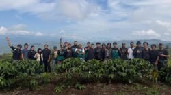 Panen Kopi Robusta Tamiai di Kerinci Dorong Regenerasi Petani Kopi Jambi
